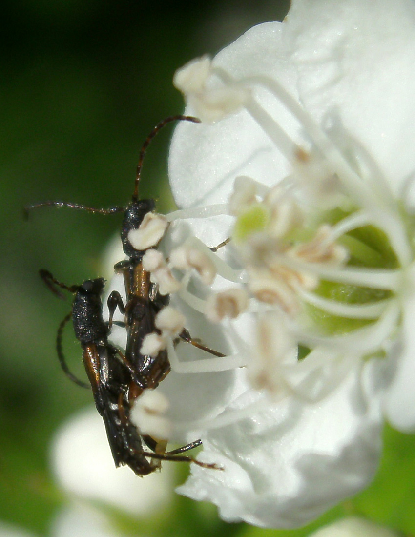 Cerambycidae? o Staphylinidae?  Cerambycidae: Brachypteroma ottomanum
